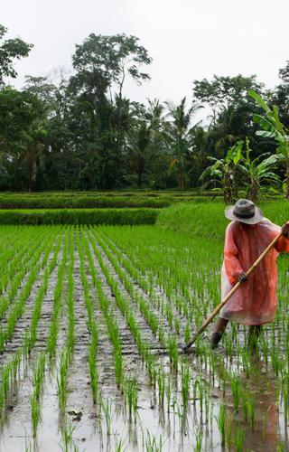 Rice field in Ubud Indonesia min