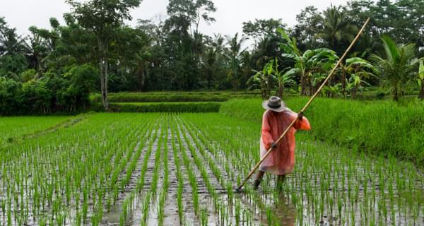 Rice field in Ubud Indonesia min