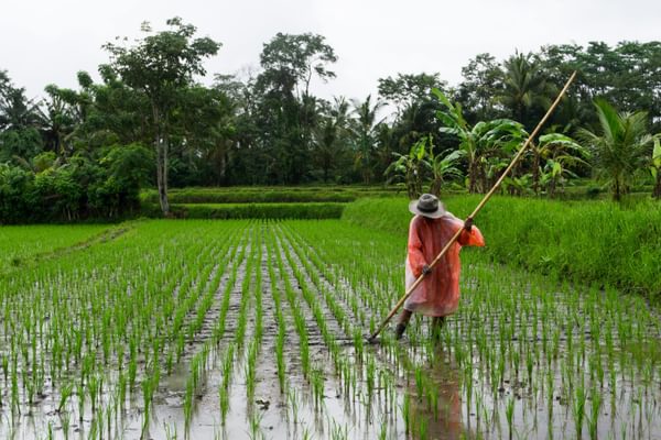 Rice field in Ubud Indonesia min Rice field in Ubud Indonesia min