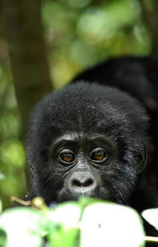 Baby Gorilla Robert Brierley