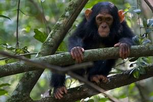 Chimpanzee  Chimps  Nest  Lodge