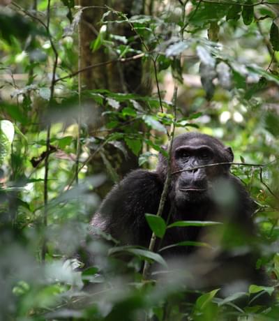 Chimpanzee Trekking Robert Brierley