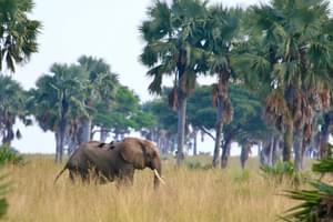 Elephant  Murchinson  Falls  Np  Wetu