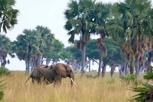 Elephant Murchinson Falls Np Wetu Elephant Murchinson Falls Np Wetu