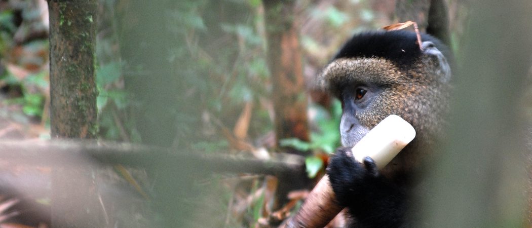 Golden  Monkey  Eating  Bamboo  Robert  Brierley