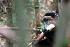 Golden  Monkey  Eating  Bamboo  Robert  Brierley