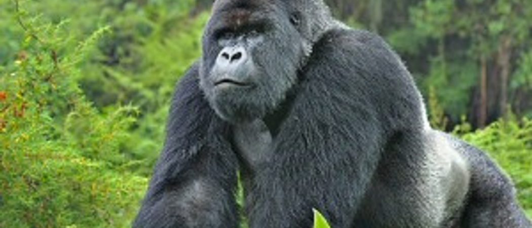 Gorilla  Gazing