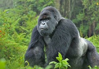 Gorilla Gazing Gorilla Gazing