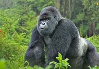 Gorilla  Gazing