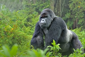 Gorilla Wwf Gorilla Wwf