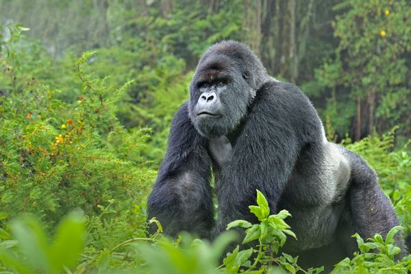Gorilla Wwf Gorilla Wwf