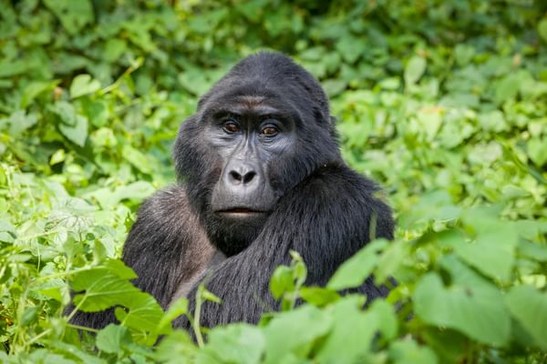 Gorilla A Robert Brierley Gorilla A Robert Brierley