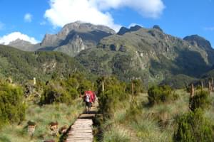 Trekking  Rwenzoris  Rwenzori  Mountains  Np