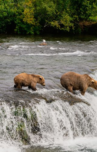 Grizzly bears salmon fishing Alaska USA min