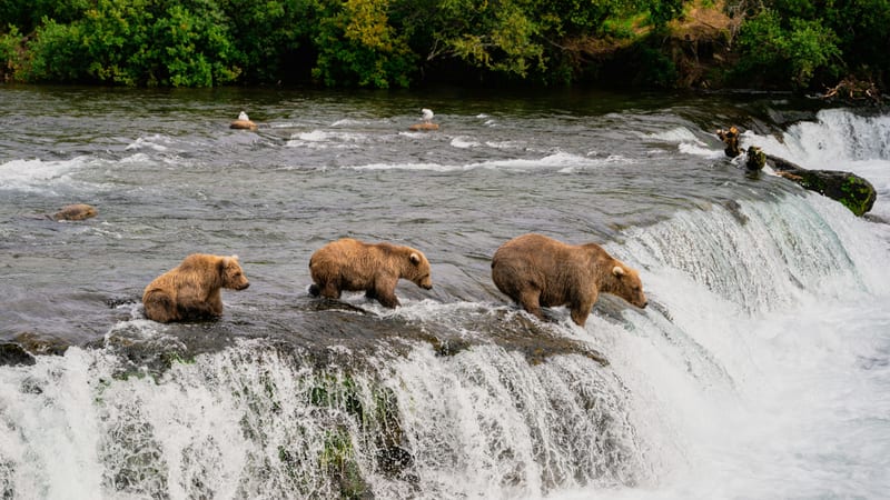 Grizzly bears salmon fishing Alaska USA min