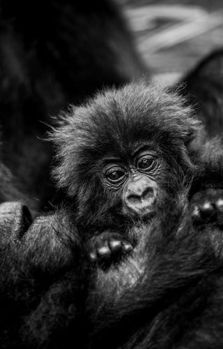 Infant in volcanoes national park