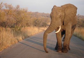 Kruger Elephant Kruger Elephant