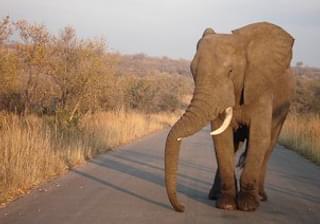 Jja14 Kruger Elephant
