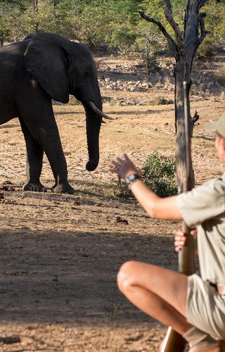 Walking Safari Limpopo South Africa