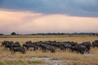 West Zambia Liuwa Plains Wildlife Photography Wildebeest Migration Africa 1200X800