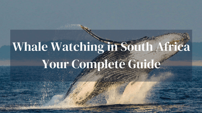 Whale Watching South Africa Guide