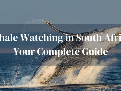 Whale Watching South Africa Guide