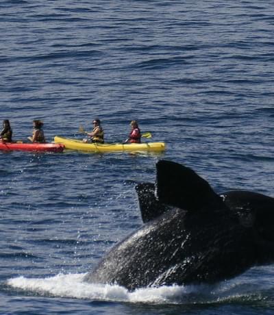 The Marine Whale Watching