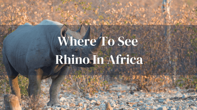 Where To See Rhino