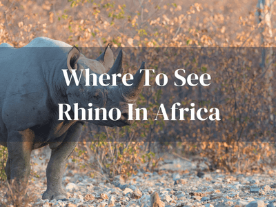 Where To See Rhino