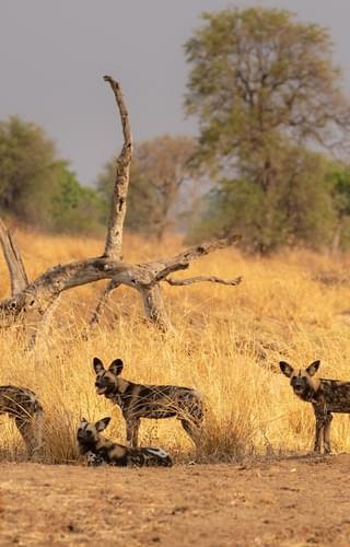 Wild Dogs Luambe National Park
