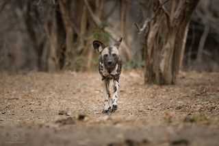 Wild Dogs Zimbabwe Wild Dogs Zimbabwe