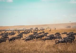 Wildebeest Migration Masai Mara Kenya