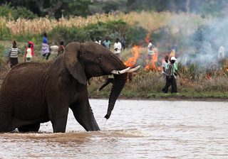 Wildfireelephant Wildfireelephant