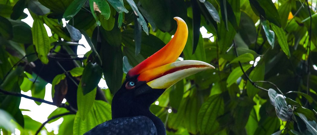 Rhinoceros hornbill Borneo