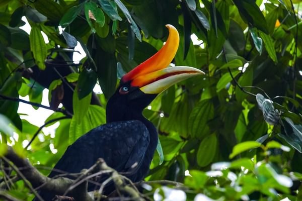 Rhinoceros hornbill Borneo Rhinoceros hornbill Borneo