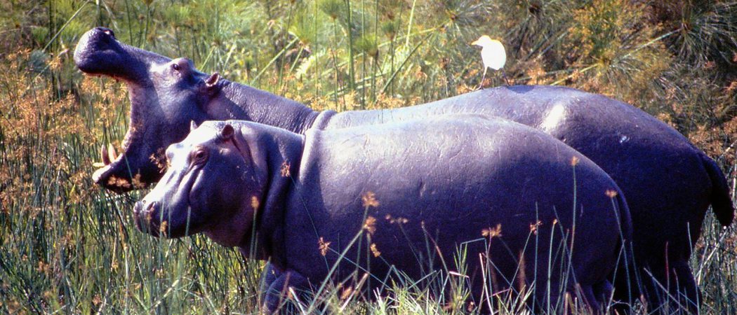 Wildlife Congo Canva Pro