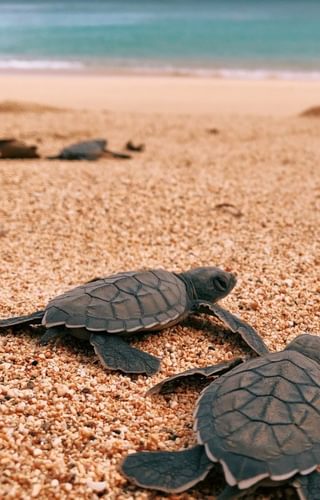 Principe collection sustainable hotels and resorts west africa sao tome principe turtles 2