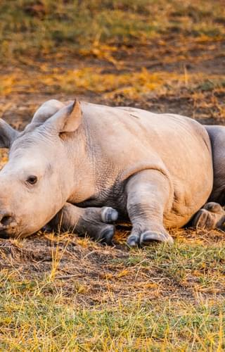 Baby rhino in Kenya