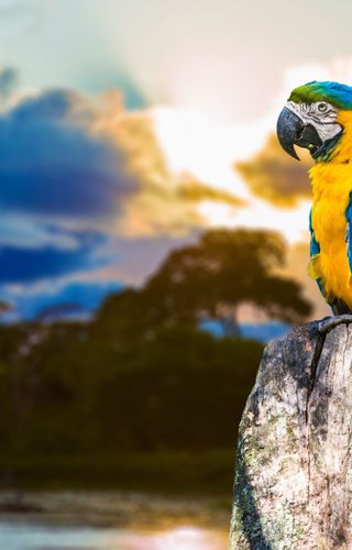 Blue and yellow Macaw in the Pantanal Brazil