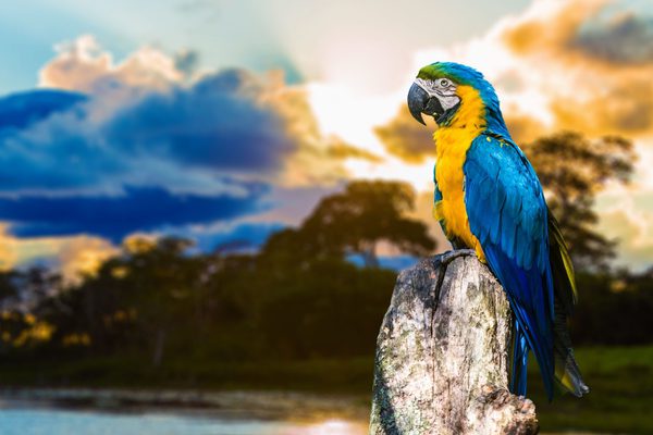 Blue and yellow Macaw in the Pantanal Brazil Blue and yellow Macaw in the Pantanal Brazil