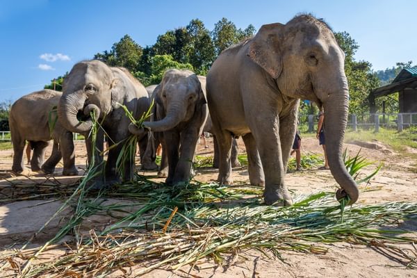 Elephant jungle sanctuary Thailand Canva pro Elephant jungle sanctuary Thailand Canva pro