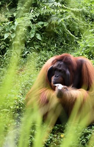 Orangutan East Kalimantan Borneo Indonesia min