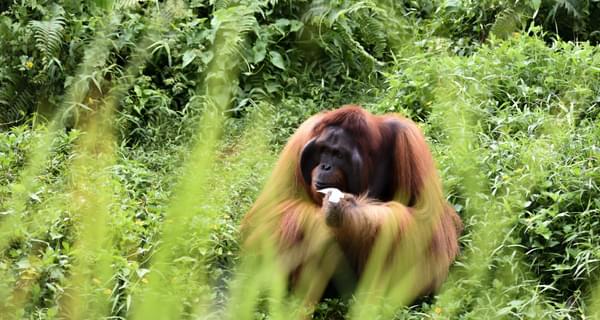 Orangutan East Kalimantan Borneo Indonesia min