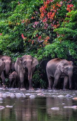 Pygmy elephants in Borneo Malaysia