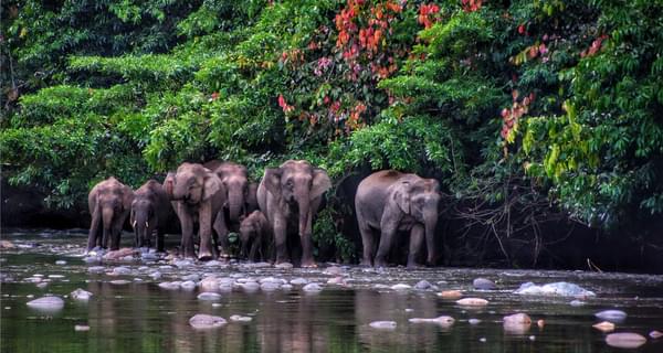 Pygmy elephants in Borneo Malaysia