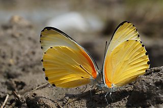 Namibia Caprivi Butterfly Namibia Caprivi Butterfly