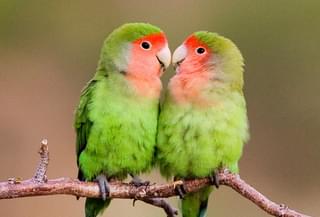 Erongo Birding Rosy Faced Lovebirds 