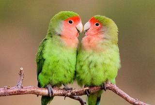 Erongo Birding Rosy Faced Lovebirds 