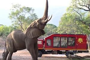 Zma16 Elephant And Tour Bus