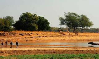 Zambia Walking Safari Nsolo